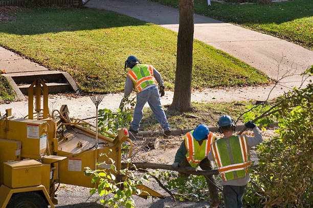 Best Root Management and Removal  in Jones Valley, CA