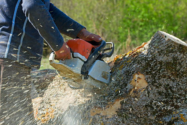 Best Lawn Drainage Solutions  in Jones Valley, CA